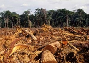 amazon-deforestation