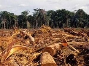 deforestacion__destacado