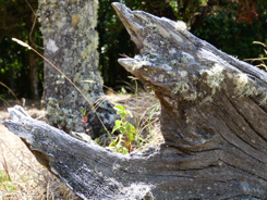 aaa