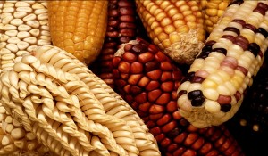 GEM_corn