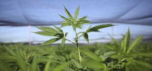 nodal marihuana