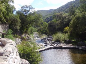 bosque-nativo-630x472