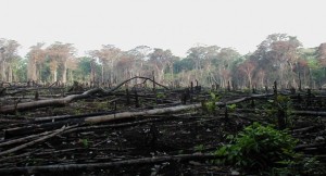 deforestación-700x525