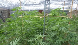 detenidos-hombres-desmantelar-plantaciones-marihuana-170-plantas_1_826026
