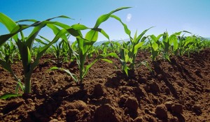 La-agricultura-de-conservacion-mitiga-el-cambio-climatico
