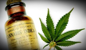 cannabis-indica-oil