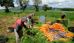 Recolección-de-zanahorias.-UN.ORG_-660x330