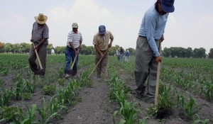 CAMPESINOS