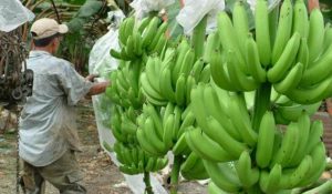 ecuador-monocultivo