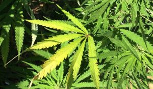 marijuana-from-marijuana-farm