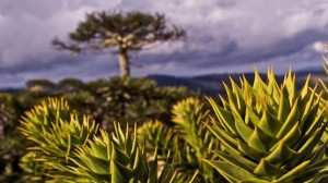 araucarias1