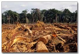 deforestacion
