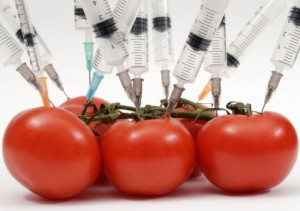 Syringe needles pushed into tomatoes