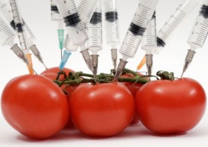 Syringe needles pushed into tomatoes