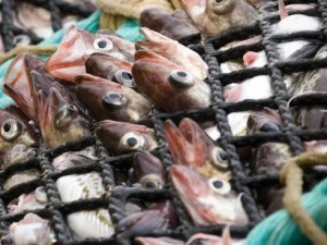 sobreexplotacion_de_poblaciones_de_peces