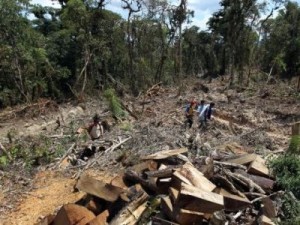 Bolivia pierde 250 mil hectáreas de bosques por deforestación