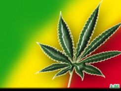 jamaicamari