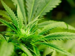 marihuana-marruecos-exporta_95059