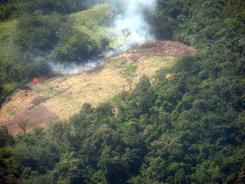 roatan_forest_burning_0