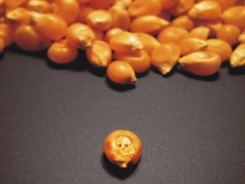 el mundo segun monsanto-f y t