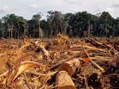 deforestacion