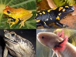 anfibios