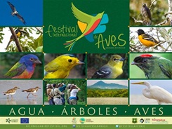birds-festival