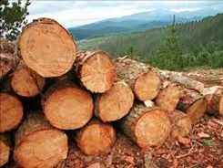 deforestacion