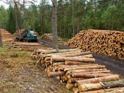 deforestacion