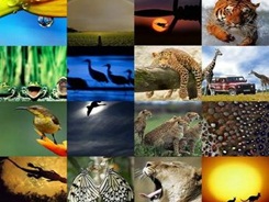 fauna