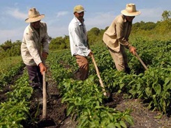 agricultura