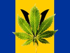 marijuana-barbados