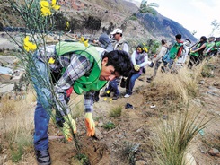 reforestacion
