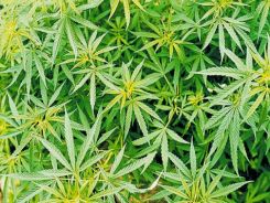 marijuana