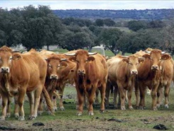 Agroinformacion.com30082013_132114
