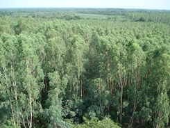 arbolescolombia