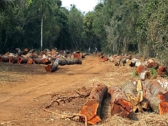 deforestacionpy