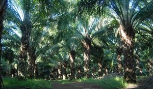 palma-de-aceite-1_web-700x350