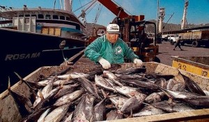 ATUN-700x350