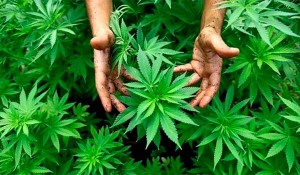 Marihuana635