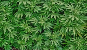 marihuana