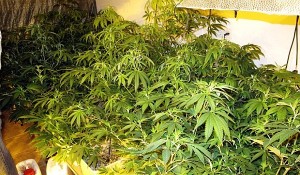 planta