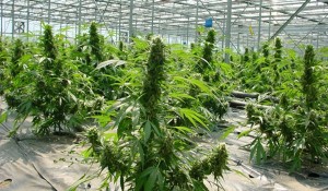 mass-producing-weed-1728x800_c