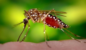 AEDES