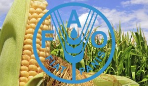 fao