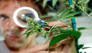 marihuana