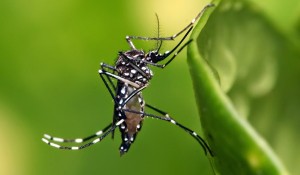 mosquito