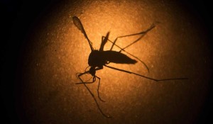 mosquito-del-zika