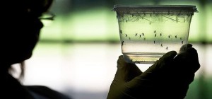 zika