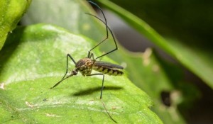 zika